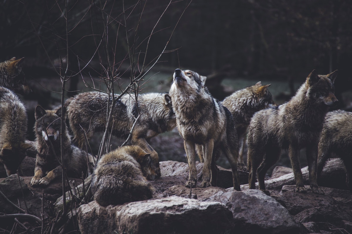 When Wolves Come